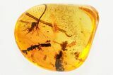 Detailed Fossil Spider and Scale Insect in Baltic Amber #357854-1